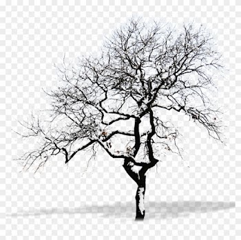 Snow Tree Branch - Winter Tree Png