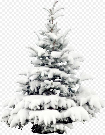 Snow Tree Pine Christmas Wallpaper - Snow pine 