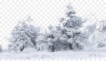 Snow Tree Winter Birch Wallpaper - Snow 