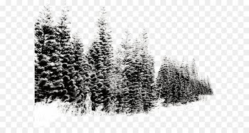 Snow Tree - Winter landscape snow tree 