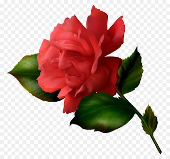 Snow White Garden roses Centifolia roses Beach rose Flower - Fairy tale flower 