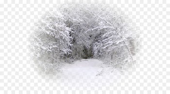 Snow Winter Blizzard Tree Rain - winter-kids 