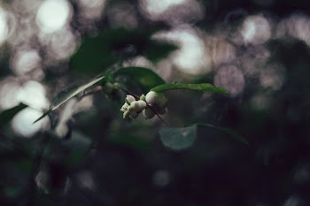 Snowberry tree bokeh