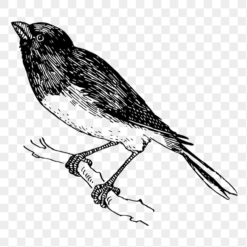 Snowbird png sticker illustration, transparent | Free PNG - rawpixel