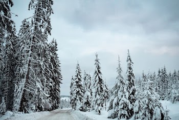 Snowcapped Forest