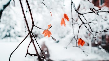 Snowcapped Leaves