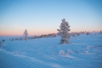 Snowcapped Trees