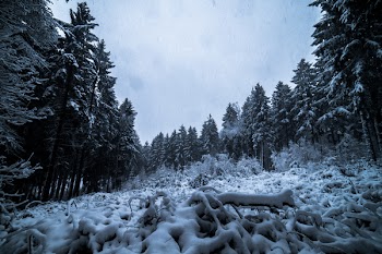Snowcapped Trees