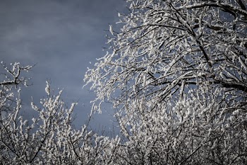 Snowcapped Trees