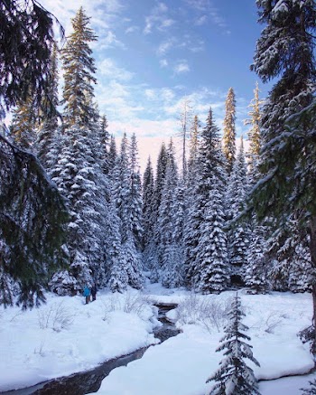 Snowcapped Trees 