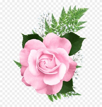 Snowdrop Clipart Yopriceville - Pink Roses Png Transparent