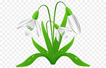 Snowdrop Download Clip art - Spring Snowdrops PNG Clipart Picture 