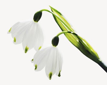 Snowdrop flowers collage element psd | Free PSD - rawpixel