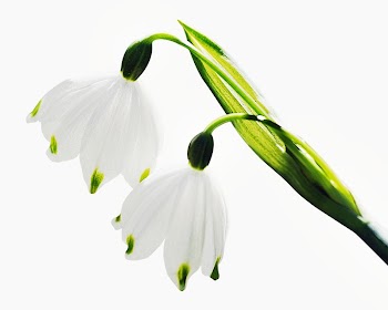 Snowdrop flowers isolated on off white | Free Photo - rawpixel