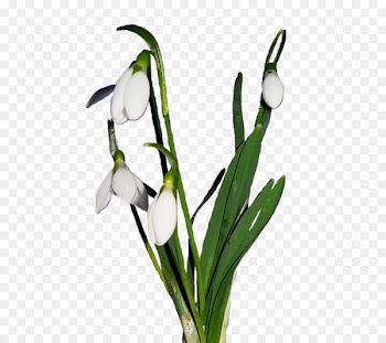 Snowdrop Photography Portable Network Graphics Yandex.Fotki Clip art - snowdrops 