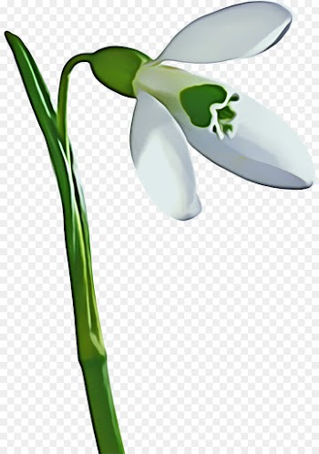 Snowdrop, Plant Stem, Plants, Galanthus PNG