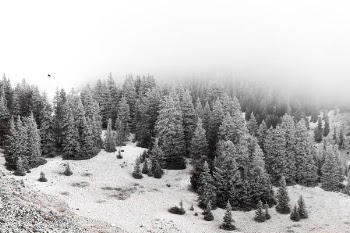 snowed forest