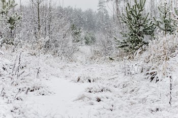 Snowfield