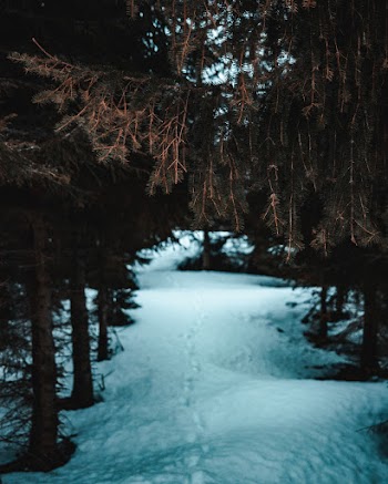 Snowfield With Footprints
