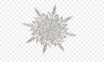 Snowflake White Crystallization - White crystalline snowflakes 