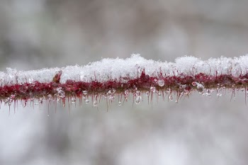 Snowy Briar Branch. Free public | Free Photo - rawpixel