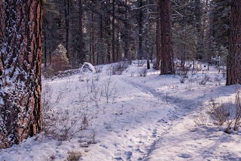 Snowy Forest