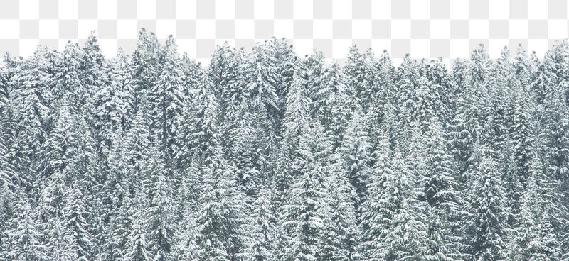 Snowy forest png collage, beautiful | Free PNG - rawpixel