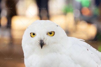 Snowy Owl