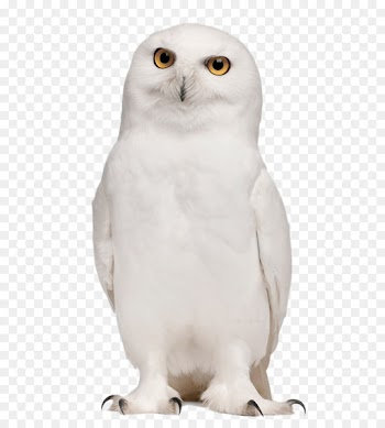 Snowy owl Bird Flamingos Parrot - White Owl 
