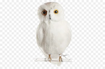 Snowy owl Bird Portable Network Graphics Clip art -  