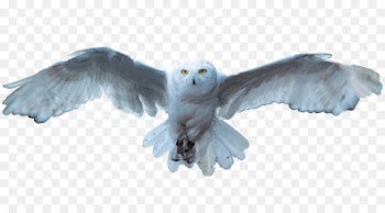 Snowy owl Bird - White Owl 