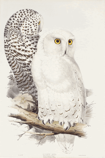 Snowy Owl (ca. 1832&ndash;1837) print | Free Photo - rawpixel