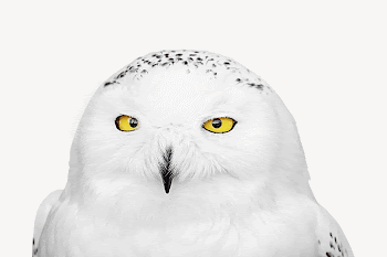 Snowy owl collage element psd | Free PSD - rawpixel
