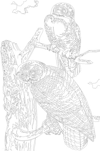Snowy Owl from Birds of America (1827) by Joh.. | Free stock vector - 462514