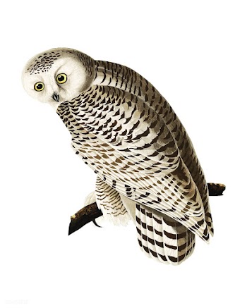 Snowy Owl illustration | Free stock vector - 457887