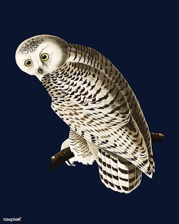 Snowy Owl illustration | Free stock vector - 457899