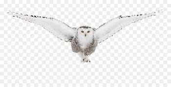 Snowy owl Image Buy Enlarge Clip art - owl 
