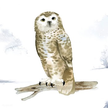 Snowy owl in winter watercolor style vector | Free stock vector - 489546