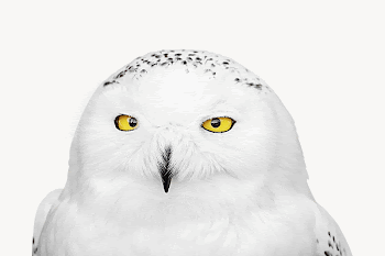 Snowy owl isolated animal image | Free Photo - rawpixel