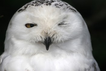 snowy_owl.jpg