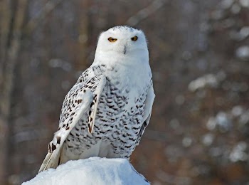 Snowy Owl.jpg