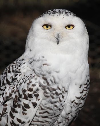 snowy_owl.jpg