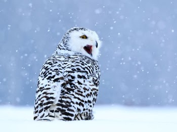 Snowy owl
Photo taken on photoworkshop. Animal in human care.