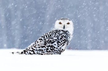 Snowy owl
Photo taken on photoworkshop. Animal in human care.