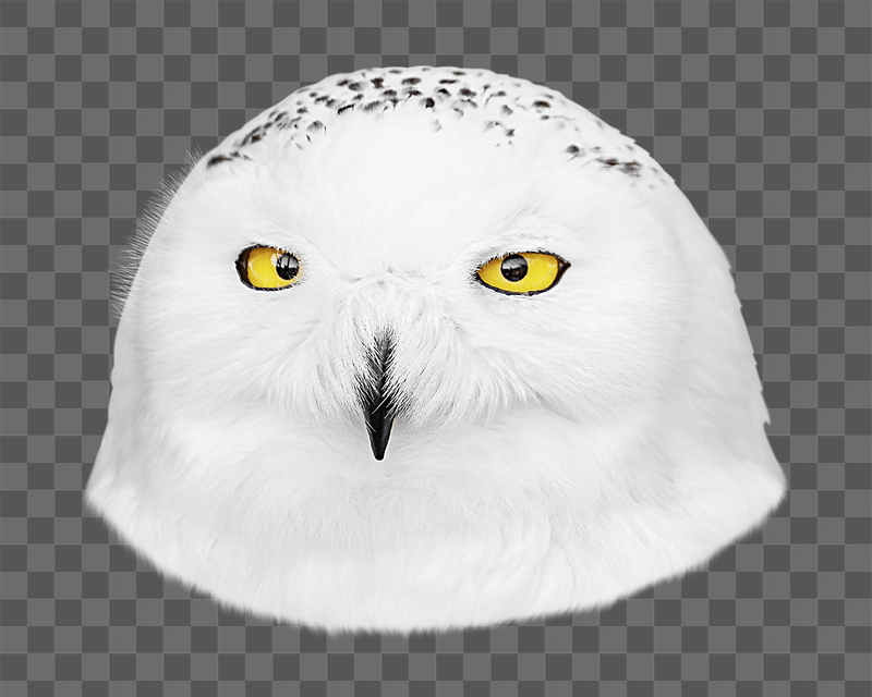 Snowy owl png sticker, transparent | Free PNG - rawpixel