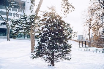 Snowy Pine Tree At Magic Hour