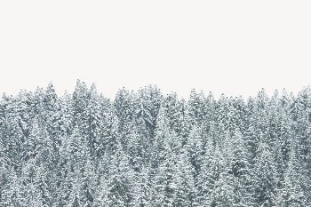 Snowy pine tree collage element, | Free PSD - rawpixel
