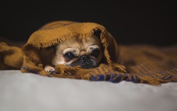 Snug Pug In A Rug