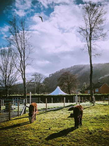 Soaring Bird over Two Donkeys