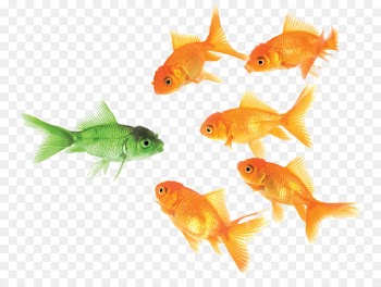 Social media Company Marketing Business - goldfish 